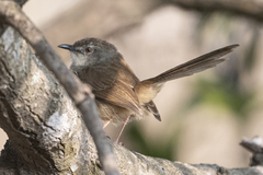 Prinia sylvatica