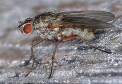Anthomyiidae
