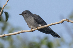 Cacomantis passerinus