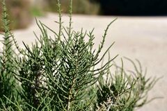 Arthrocaulon macrostachyum