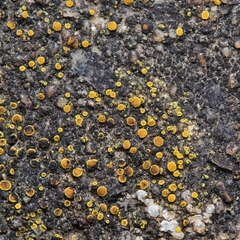 Candelariella aurella