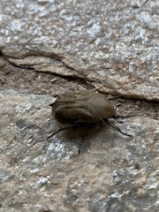 Hoplopyga brasiliensis