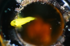 Lubricogobius exiguus