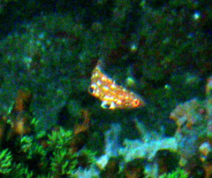 Bodianus diana