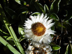 Helichrysum marginatum