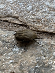 Hoplopyga brasiliensis