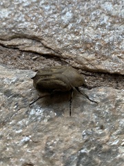 Hoplopyga brasiliensis