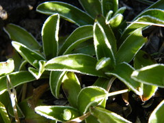 Helichrysum marginatum