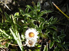 Helichrysum marginatum