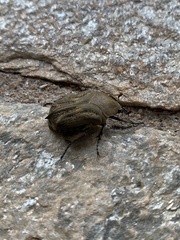 Hoplopyga brasiliensis