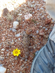 Chondrodactylus bibronii