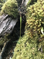 Adenochilus gracilis