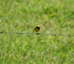 Euphonia luteicapilla