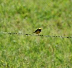 Euphonia luteicapilla