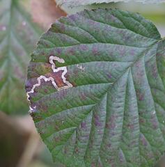 Stigmella aurella