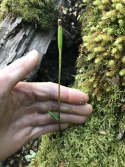 Adenochilus gracilis