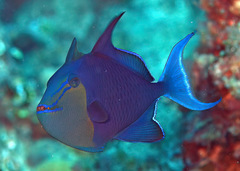Odonus niger