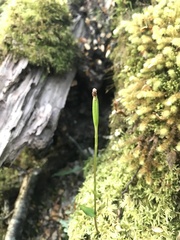 Adenochilus gracilis