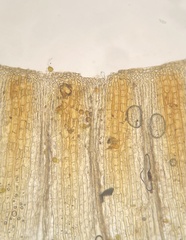 Orthotrichum ohioense