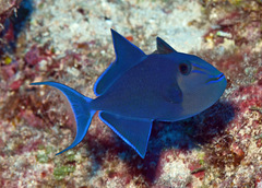 Odonus niger