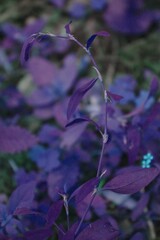 Polygonum aviculare depressum