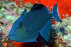 Odonus niger