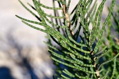 Arthrocaulon macrostachyum