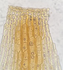Orthotrichum ohioense