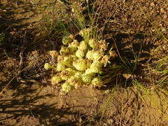 Gamocarpha scapigera