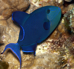 Odonus niger