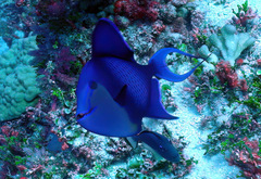 Odonus niger