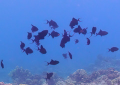 Odonus niger