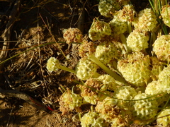 Gamocarpha scapigera