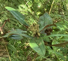 Miconia