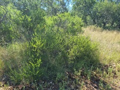 Grewia vernicosa