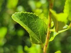 Grewia vernicosa