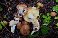 Suillus punctatipes