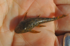 Hypostomus