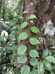 Begonia glabra image