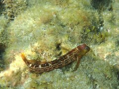 Microlipophrys canevae