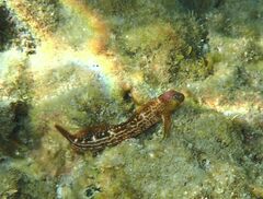 Microlipophrys canevae