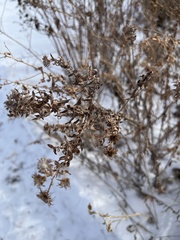 Symphyotrichum ericoides