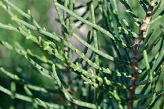 Arthrocaulon macrostachyum