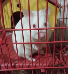 Mesocricetus auratus