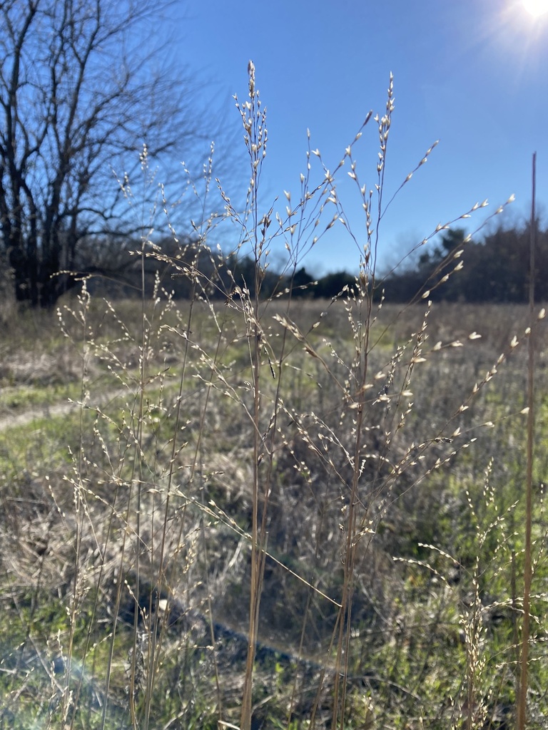 purpletop tridens from Holford Rd, Garland, TX, US on December 27, 2022