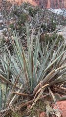 Yucca baccata