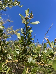 Ceanothus spinosus