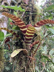 Guzmania