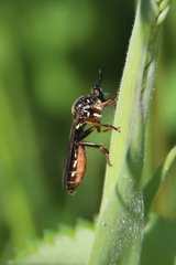 Dioctria rufipes