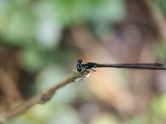 Prodasineura collaris